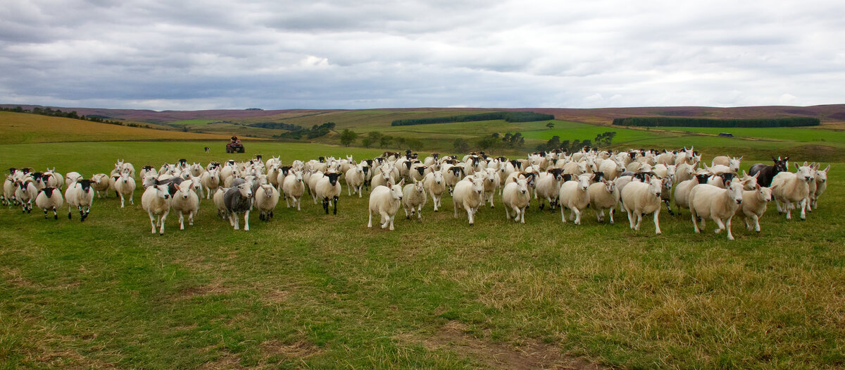 3rd Spot the Herdwick by Dave StrotherSpot the Herdwick_94